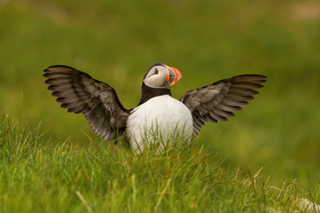 The Atlantic puffin, Fratercula arctica is sitting in the green grass very clouse to its nesting hole. It is typical nesting habitat in the grass in small island named Mykines in the Faroe Islands...