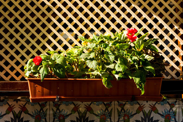 flowers in pots decorate the wall