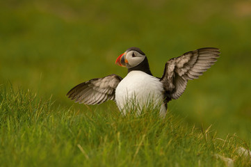 The Atlantic puffin, Fratercula arctica is sitting in the green grass very clouse to its nesting hole. It is typical nesting habitat in the grass in small island named Mykines in the Faroe Islands...