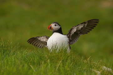 The Atlantic puffin, Fratercula arctica is sitting in the green grass very clouse to its nesting hole. It is typical nesting habitat in the grass in small island named Mykines in the Faroe Islands...