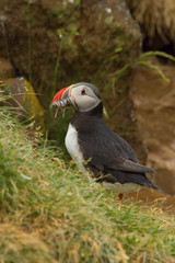 The Atlantic puffin, Fratercula arctica is sitting in the grass very clouse to its nesting hole. It is typical nesting habitat in the grass on the high cliffs on the Atlantic coast in Iceland