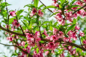 Japanese flowers of apple on the branches in spring