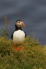 Fototapeta na wymiar The Atlantic puffin, Fratercula arctica is sitting in the grass very clouse to its nesting hole. It is typical nesting habitat in the grass on the high cliffs on the Atlantic coast in Iceland