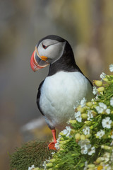 The Atlantic puffin, Fratercula arctica is sitting in the grass very clouse to its nesting hole. It is typical nesting habitat in the grass on the high cliffs on the Atlantic coast in Iceland