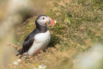 The Atlantic puffin, Fratercula arctica is sitting in the grass very clouse to its nesting hole. It is typical nesting habitat in the grass on the high cliffs on the Atlantic coast in Iceland