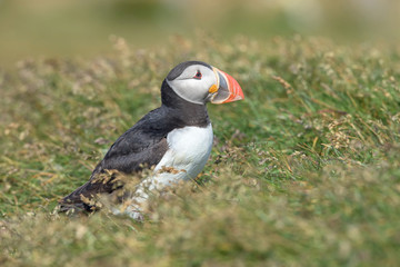 The Atlantic puffin, Fratercula arctica is sitting in the grass very clouse to its nesting hole. It is typical nesting habitat in the grass on the high cliffs on the Atlantic coast in Iceland