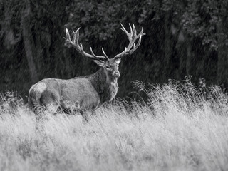 The Red Deer, Cervus elaphus stands in dry grass, in typical autumn environment, majestic animal proudly wearing his antlers, sparkle in the eye, ready to fight for an ovulating hind...