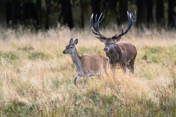 The Red Deer, Cervus elaphus stands in dry grass, in typical autumn environment, majestic animal proudly wearing his antlers, sparkle in the eye, ready to fight for an ovulating hind...