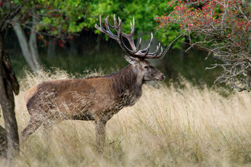 The Red Deer, Cervus elaphus stands in dry grass, in typical autumn environment, majestic animal proudly wearing his antlers, sparkle in the eye, ready to fight for an ovulating hind...