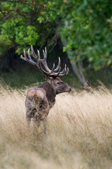 The Red Deer, Cervus elaphus stands in dry grass, in typical autumn environment, majestic animal proudly wearing his antlers, sparkle in the eye, ready to fight for an ovulating hind...