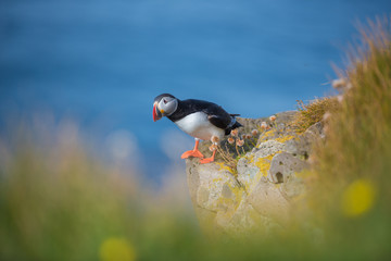 atlantic puffin on cliff