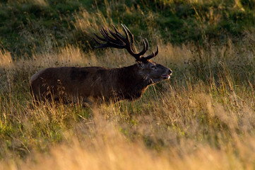 The Red Deer, Cervus elaphus stands in dry grass, in typical autumn environment, majestic animal proudly wearing his antlers, sparkle in the eye, ready to fight for an ovulating hind...