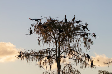 Birds (anhingas) coming home to roost at dusk