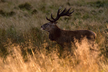 The Red Deer, Cervus elaphus stands in dry grass, in typical autumn environment, majestic animal proudly wearing his antlers, sparkle in the eye, ready to fight for an ovulating hind...