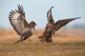 The Common Buzzards, Buteo buteo are fighting in autumn color environment of wildlife. They...