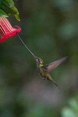 The Sword-billed Hummingbird, Ensifera ensifera is a neotropical species from Ecuador. He is hovering and drinking the nectar from the trumpet red flower. Dark green backround.