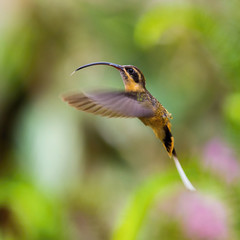 The Hummingbird is hovering and drinking the nectar from the beautiful flower in the rain forest. Flying Tawny-bellied Hermit, Phaethornis syrmatophorus with nice colorful background.