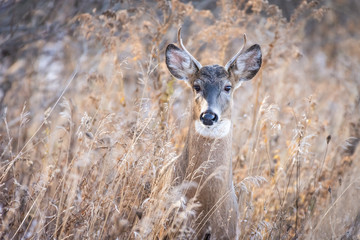 Cute young whitetail buck in tall grass