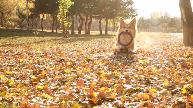 corgi fluffy autumn walk with the rubber pull fetch toy ring 