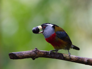 The Toucan Barbet, Semnornis ramphastinus is perched on the branch, it has some fruit in his beak, in the rain forest of Ecuador, nice colorful bird..