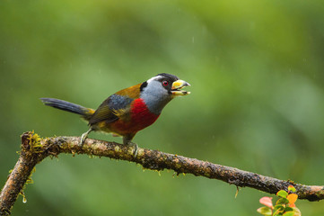 The Toucan Barbet, Semnornis ramphastinus is sitting and posing on the branch, amazing picturesque green background, in the morning during sunrise, Ecuador