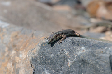 Madère Lézards