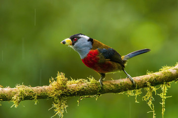 The Toucan Barbet, Semnornis ramphastinus is sitting and posing on the branch, amazing picturesque green background, in the morning during sunrise, Ecuador