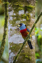 The Toucan Barbet, Semnornis ramphastinus is sitting and posing on the branch, amazing picturesque green background, in the morning during sunrise, Ecuador