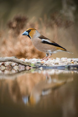 The Hawfinch, Coccothraustes coccothraustes is sitting at the waterhole in the forest, reflecting on the surface, preparing for the bath, colorful backgound with some flower.