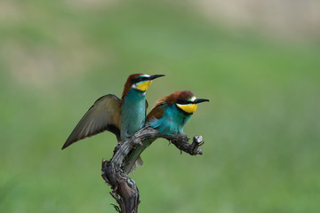 The European Bee-eaters, Merops apiaster are sitting and mating on a nice branch, during mating season, nice colorful background and soft golden light, opened wings, Czechia..