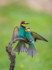 The European Bee-eaters, Merops apiaster are sitting and mating on a nice branch, during mating season, nice colorful background and soft golden light, opened wings, Czechia..