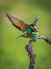 The European Bee-eaters, Merops apiaster are sitting and mating on a nice branch, during mating season, nice colorful background and soft golden light, opened wings, Czechia..