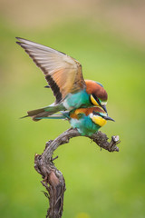 The European Bee-eaters, Merops apiaster are sitting and mating on a nice branch, during mating season, nice colorful background and soft golden light, opened wings, Czechia..