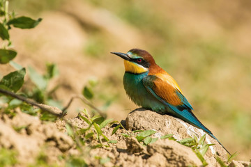 Obraz premium The European Bee-eaters, Merops apiaster is sitting and showing off on a nice branch, has some insect in its beak, during mating season, nice colorful background and soft golden light, Czechia