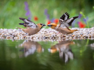 The Hawfinch, Coccothraustes coccothraustes duel at the waterhole in the forest. Both are reflecting on the surface with opened wings. Colorful backgound with some flower. They are pecking each other.