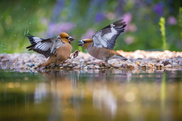 The Hawfinch, Coccothraustes coccothraustes duel at the waterhole in the forest. Both are reflecting on the surface with opened wings. Colorful backgound with some flower. They are pecking each other.