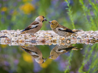 The Hawfinch, Coccothraustes coccothraustes feeding the chicks at the waterhole in the forest. Both are reflecting on the surface with opened wings. Colorful backgound with some flower.