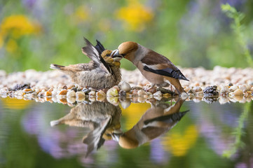 The Hawfinch, Coccothraustes coccothraustes feeding the chicks at the waterhole in the forest. Both are reflecting on the surface with opened wings. Colorful backgound with some flower.