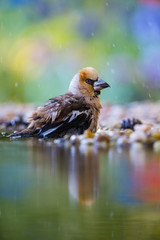 The Hawfinch, Coccothraustes coccothraustes is sitting at the waterhole in the forest, reflecting on the surface, preparing for the bath, colorful backgound with some flower.