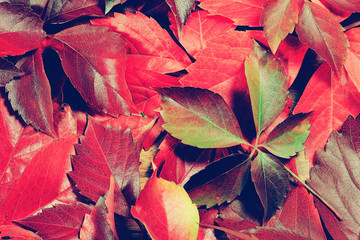 Autumn leaves background