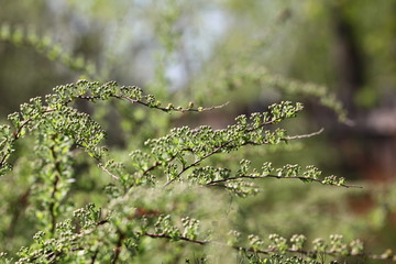 dew on the grass