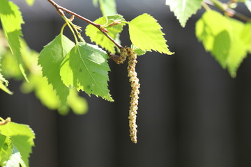 spring birch with catkins