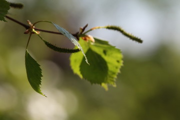 birch in spring