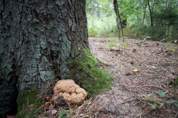 Krause Glucke (Sparassis crispa)