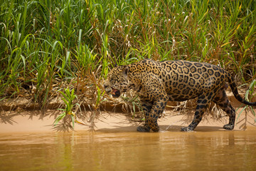 Brazilian Pantanal: The Jaguar