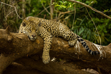 Brazilian Pantanal: The Jaguar © Pedro H C Pinheiro