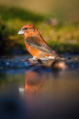 The Red Crossbill, Loxia curvirostra is sitting at the waterhole in the forest, reflecting on the surface, preparing for the bath, colorful backgound with some flower..