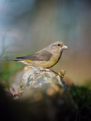 The Red Crossbill, Loxia curvirostra is sitting at the waterhole in the forest, reflecting on the surface, preparing for the bath, colorful backgound with some flower..