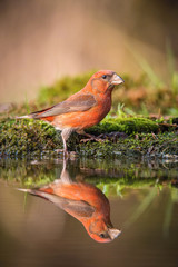 The Red Crossbill, Loxia curvirostra is sitting at the waterhole in the forest, reflecting on the surface, preparing for the bath, colorful backgound with some flower..