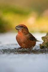 The Red crossbill sitting in winter forest environment